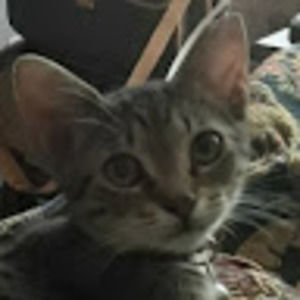 Meet your Posher, Jared the human being